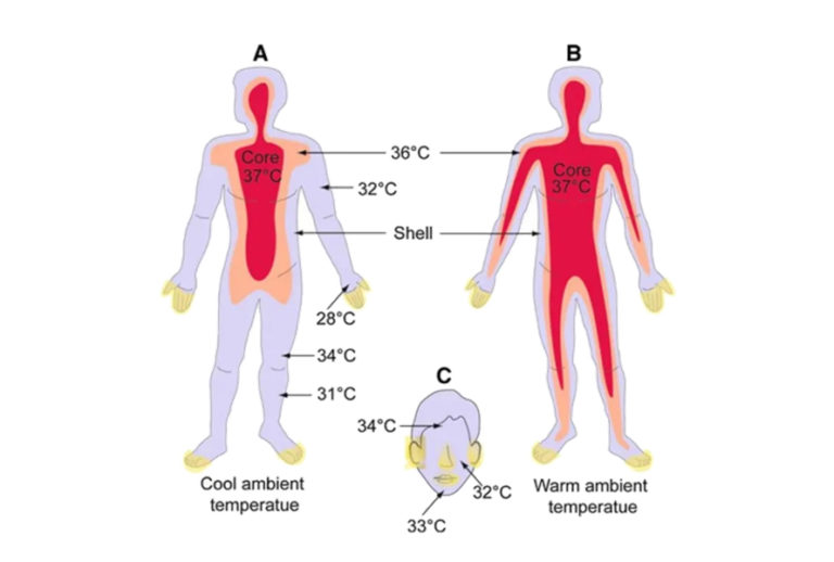 PrincipleofThermalImagingTemperatureMeasurement